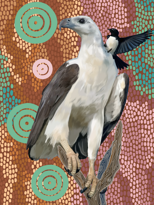 Sky Series- White-bellied Sea Eagle and Willy Wagtail